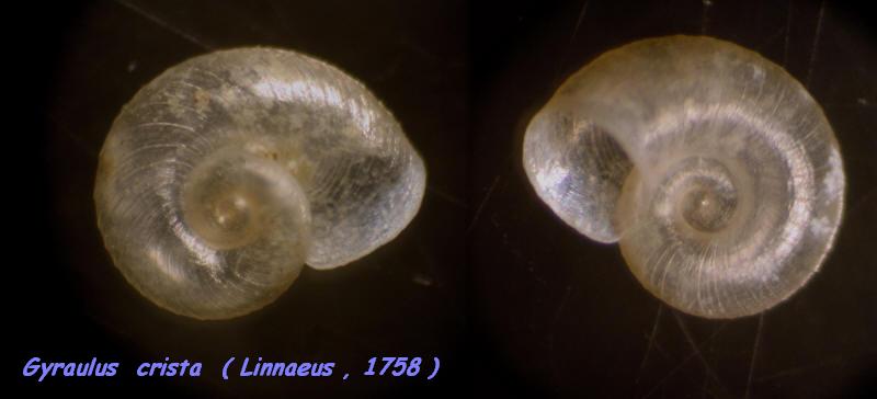 Gyraulus (Armiger) crista (Linnaeus, 1758)